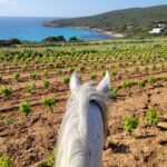 sardinia on horseback view winegraves