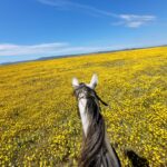 sardinia on horseback riding holiday yellow fields